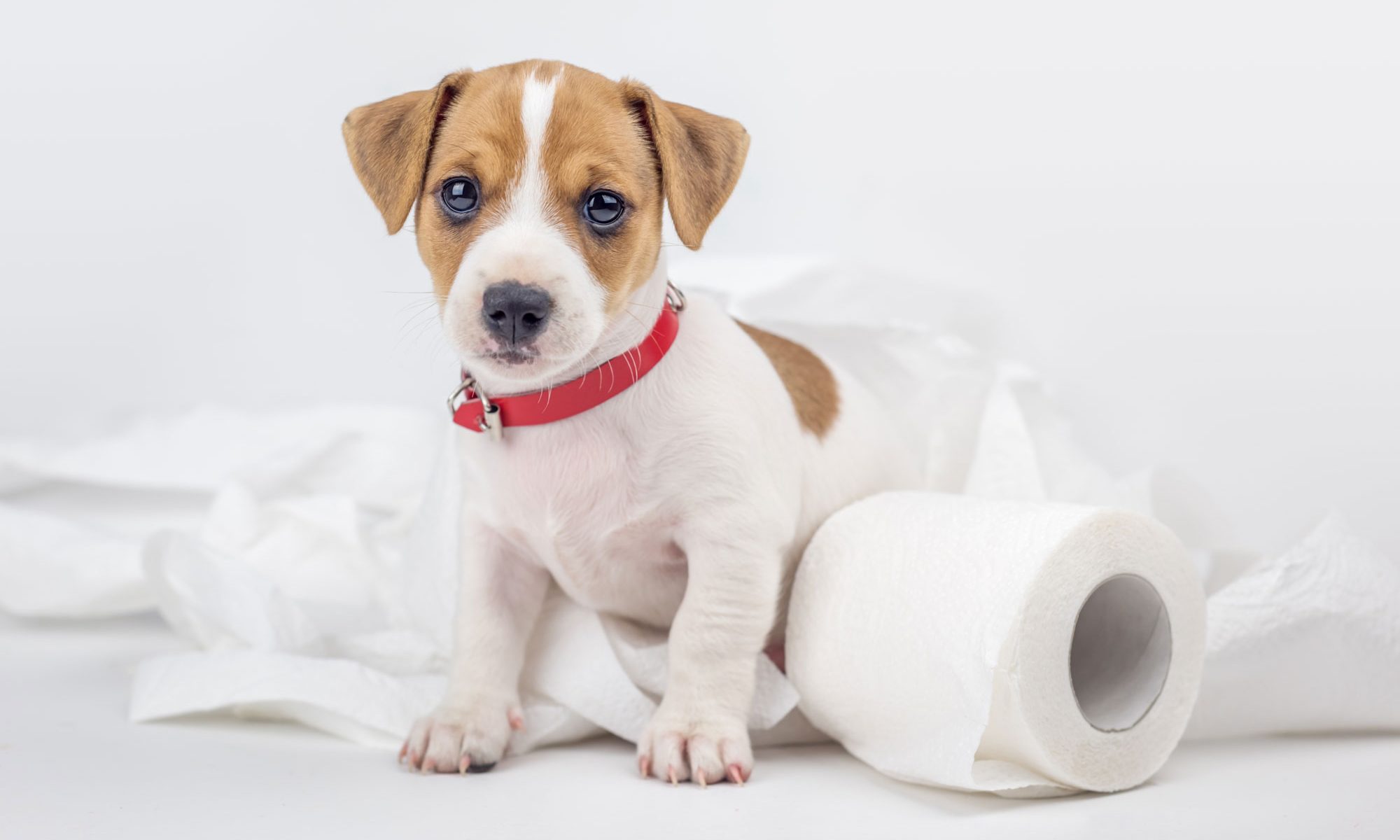 Tri-Cities Carpet Cleaning and Restoration Pet Accidents pet accident stains
